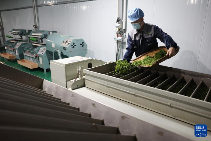 在陇南市康县铜钱镇双河村丰正源种植农民专业合作社，负责人王会明在加工茶叶（4月20日摄）。新华社记者 陈斌 摄