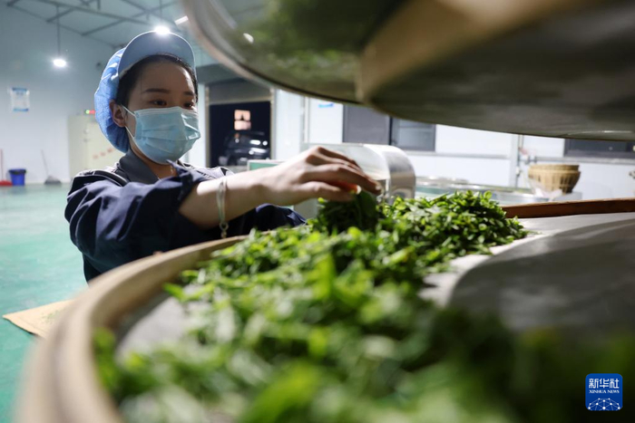 在陇南市康县铜钱镇双河村丰正源种植农民专业合作社，一名工作人员在摊晾茶叶鲜叶（4月20日摄）。新华社记者 陈斌 摄