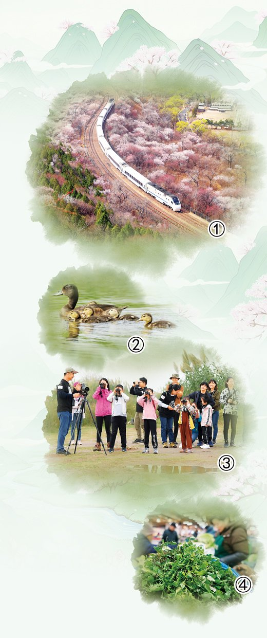 图①：北京市郊铁路S2线列车穿行在花海中。