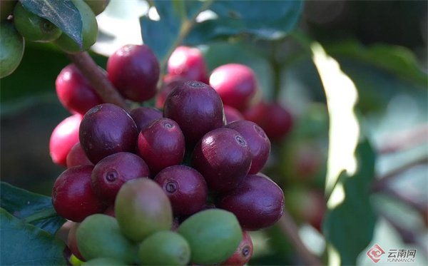 红彤彤的咖啡果 侯云鹏 摄