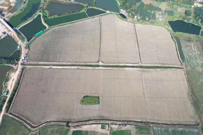 坡头乾塘镇三片村“荒地”华丽转身为“良田”。李青远 摄