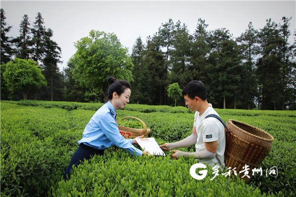 凤冈县税务局走进茶海，打造“税务+景区+游客”立体宣传模式。曾令龙/摄