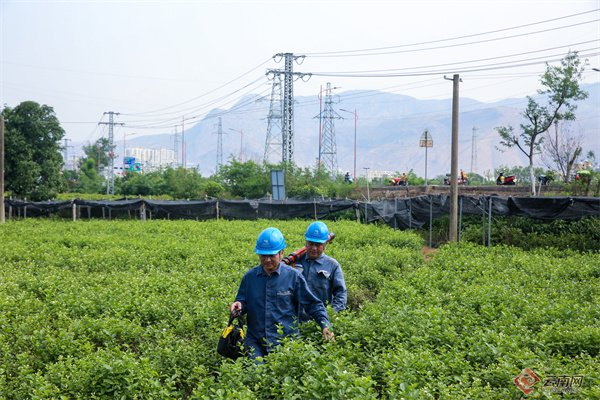 电力工作人员在茉莉花地巡视配电线路