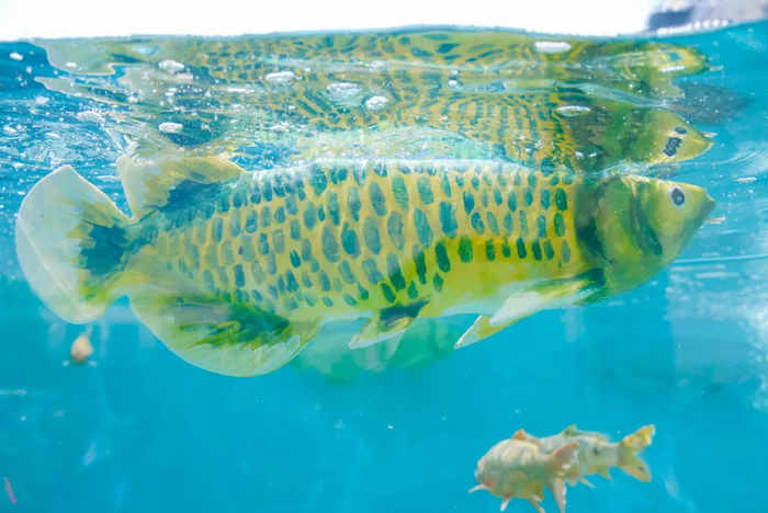 ▲ 图源上海海洋大学，下同