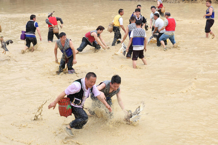 （抢鸭子。陈甜 摄）