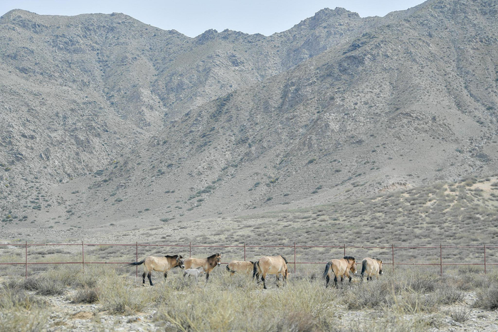 1号场地成为马儿温暖的家。 韩胜利 摄