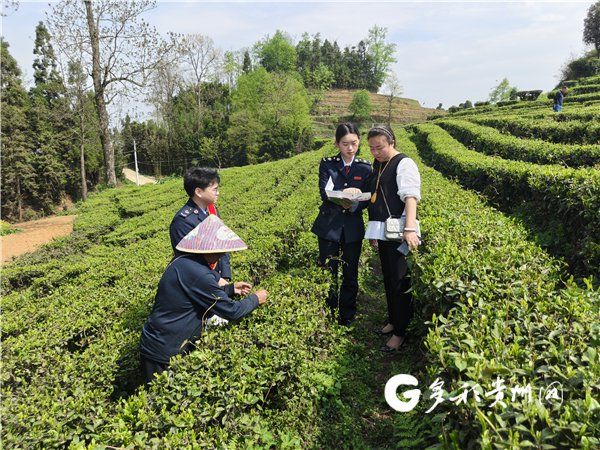 六枝税务局“税宣服务队”队员向茶企人员讲解政策。张钦愿/摄
