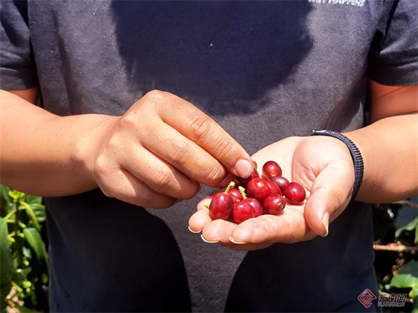 刚从地头采摘下来的咖啡鲜果 徐静 摄