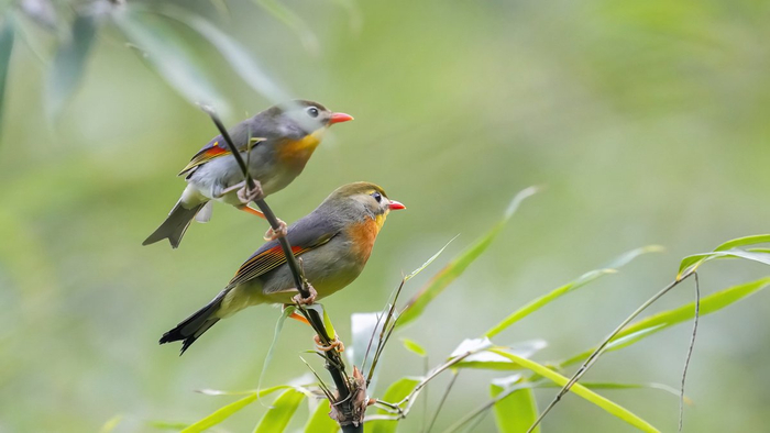 国家二级保护动物红嘴相思鸟