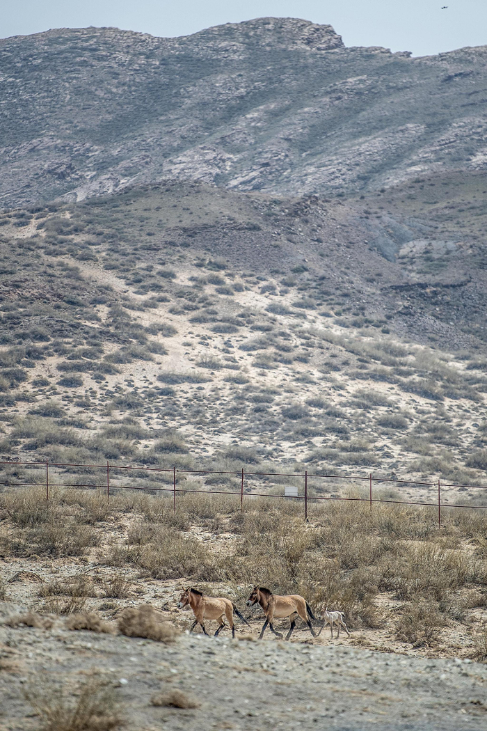 普氏野马在宁夏贺兰山产下第一匹马驹。韩胜利 摄