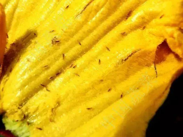 图源：中国蔬菜