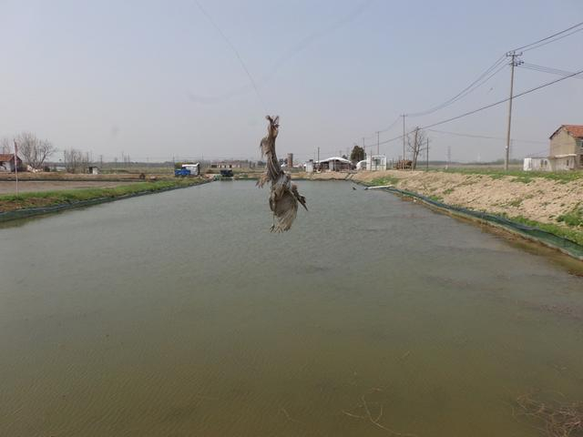 被防鸟线缠住后死亡的鸟类 姜龙 摄