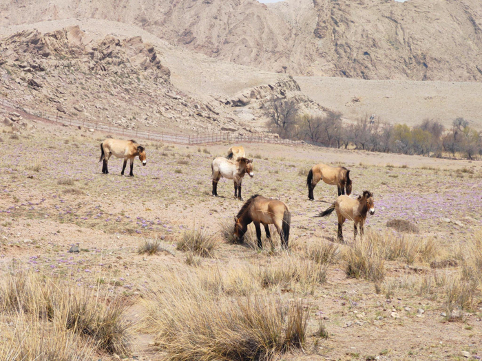 第二批普氏野马在2号场地尽情享用野餐。陈秀梅 摄