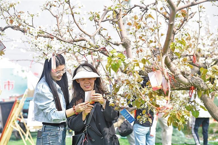     ▲在文安县兴隆宫镇大龙华村梨园，游客正在参与有奖竞答活动。