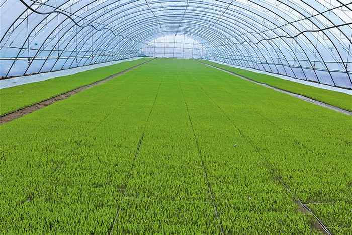 　　科右前旗察尔森镇的水稻育秧大棚。 （被访单位供图）
