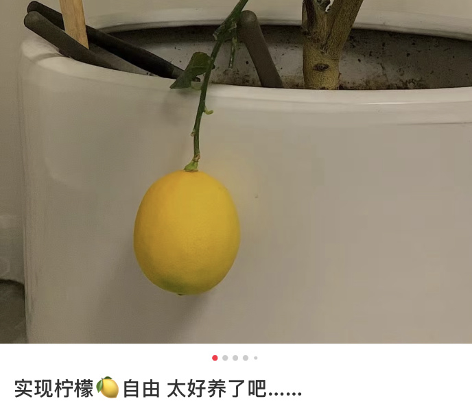 图/小红书用户@桃司