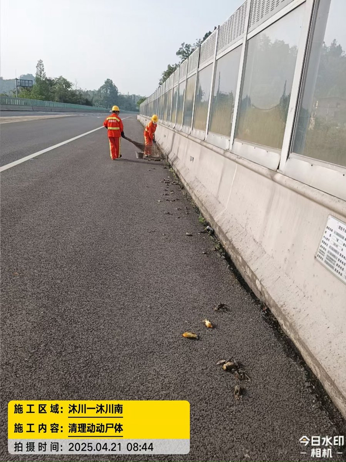 高速路上鸟撞事件现场