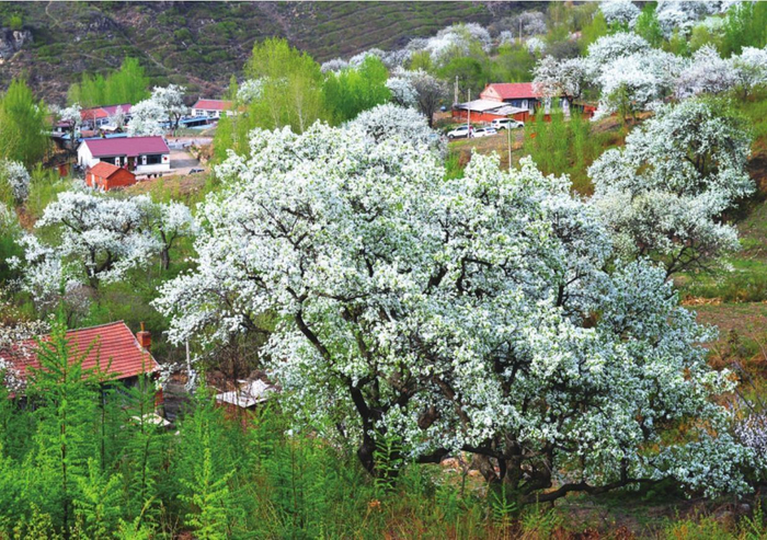         辽阳县核伙沟梨花遍野，如梦幻白纱。    辽阳县委宣传部供图