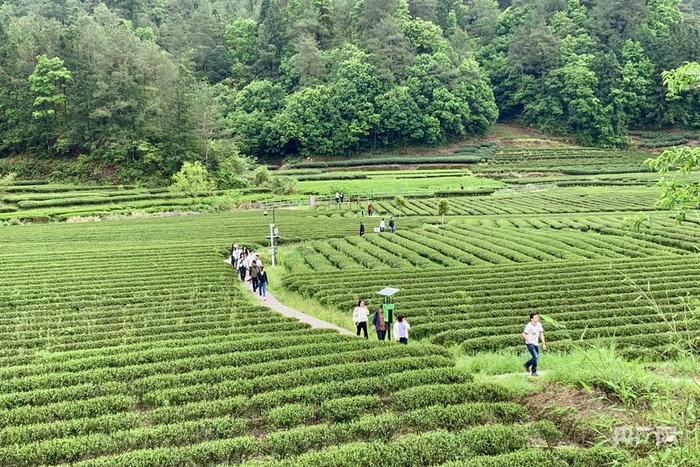 武夷山燕子窠春茶正绿（央广网记者  罗晓英  摄）