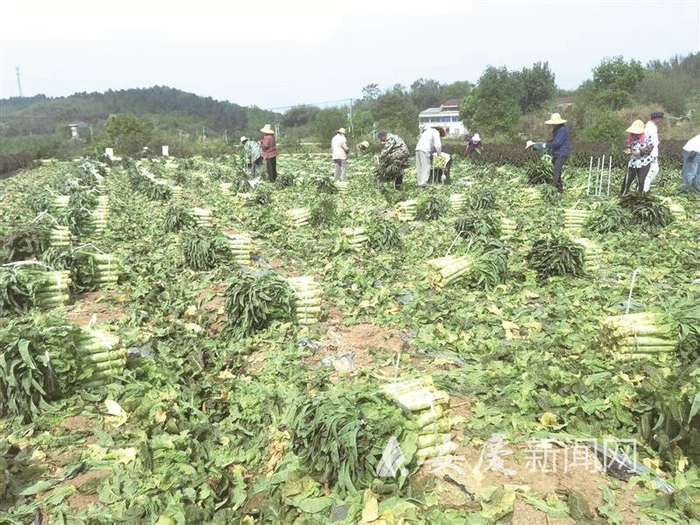 　　4月20日，村民在宜秀区罗岭镇姥山社区莴笋种植基地采收莴笋。 通讯员 袁楠 摄
