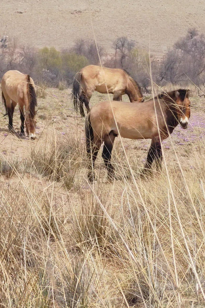 这里有丰盛的食物，第二批普氏野马悠闲生活。 陈秀梅 摄