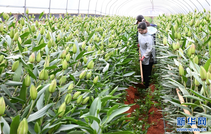 在云南省文山壮族苗族自治州文山市马塘镇花卉种植基地里，花农在管理、采收百合花（4月20日摄）。新华网发（熊平祥 摄）