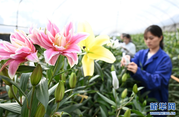 在云南省文山壮族苗族自治州文山市马塘镇花卉种植基地里，花农在管理、采收百合花（4月20日摄）。新华网发（熊平祥 摄）