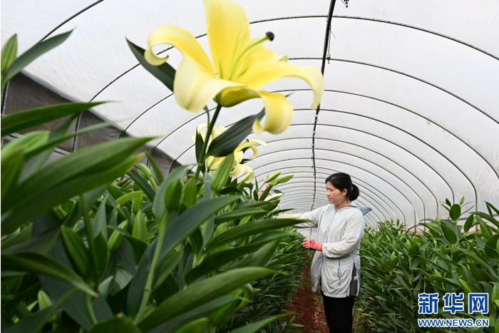 在云南省文山壮族苗族自治州文山市马塘镇花卉种植基地里，花农在管理、采收百合花（4月20日摄）。新华网发（熊平祥 摄）