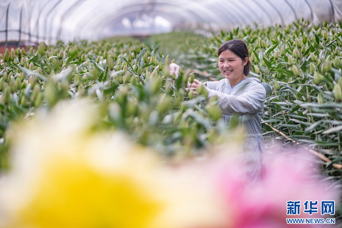 在云南省文山壮族苗族自治州文山市马塘镇花卉种植基地里，花农在管理、采收百合花（4月20日摄）。新华网发（熊平祥 摄）