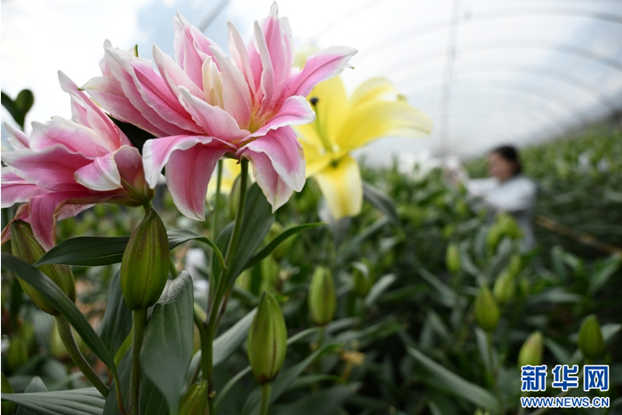 在云南省文山壮族苗族自治州文山市马塘镇花卉种植基地里，花农在管理、采收百合花（4月20日摄）。新华网发（熊平祥 摄）
