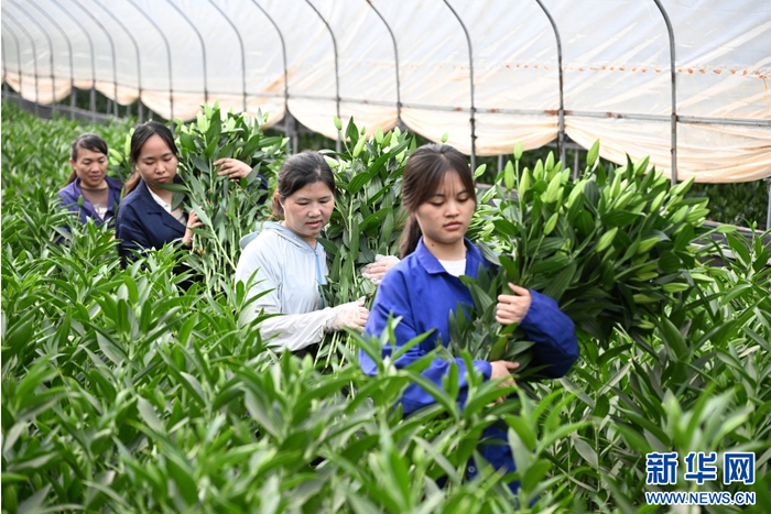 在云南省文山壮族苗族自治州文山市马塘镇花卉种植基地里，花农在管理、采收百合花（4月20日摄）。新华网发（熊平祥 摄）