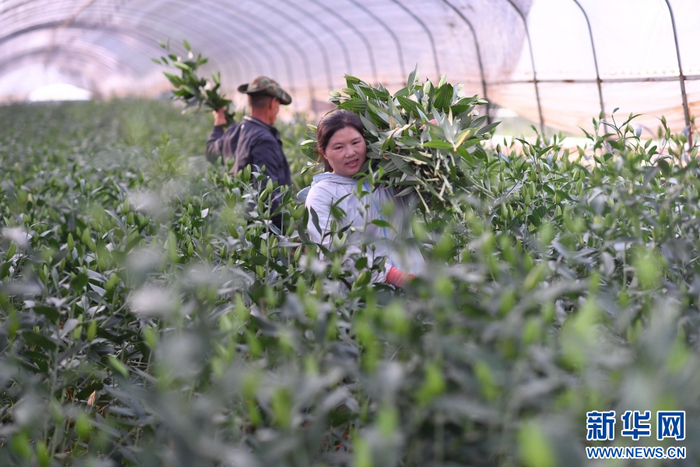 在云南省文山壮族苗族自治州文山市马塘镇花卉种植基地里，花农在管理、采收百合花（4月20日摄）。新华网发（熊平祥 摄）