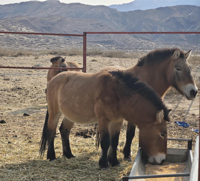 第一批普氏野马在1号场地享用营养餐。朱亚超  摄