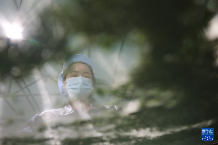 在陇南市康县铜钱镇双河村丰正源种植农民专业合作社，一名工作人员在摊晾茶叶鲜叶（4月20日摄）。新华社记者 陈斌 摄