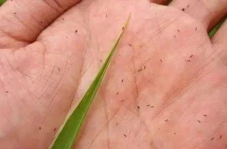 图源：中国农业技术推广