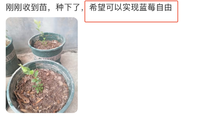 有人晒出自己在窗台上种蓝莓的过程，现在几乎每天都能收获几颗新鲜果实。
