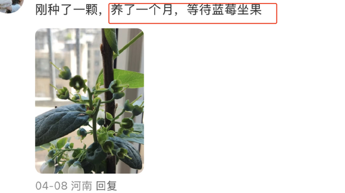 “传统植物没有果实，我想吃一点健康的食材，自己种点蓝莓可以当维生素补充包吃，也能看作是一种新式的养生。”