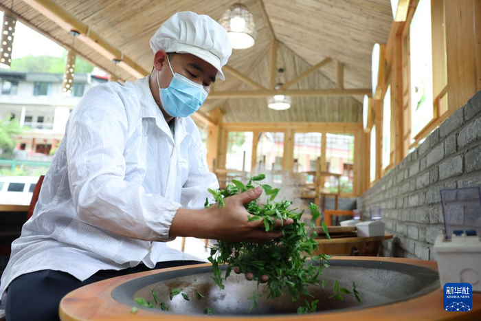 在陇南市康县阳坝镇老江坝村的茶叶采摘加工体验中心，茶艺师刘朝辉在手工制茶（4月21日摄）。新华社记者 陈斌 摄