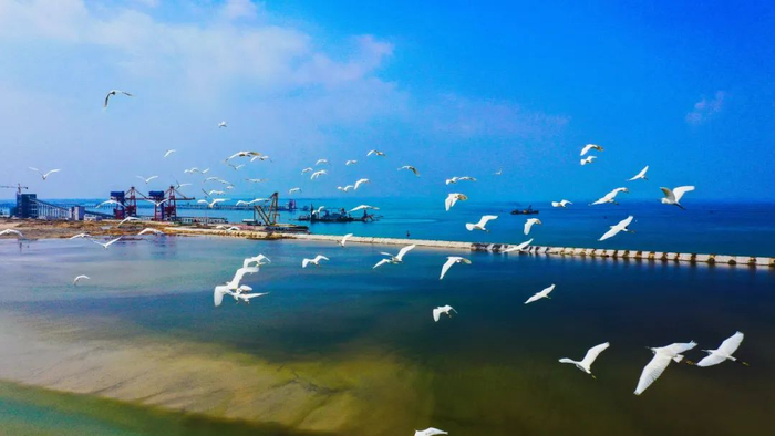 中科（广东）炼化有限公司白鹭齐飞。资料图