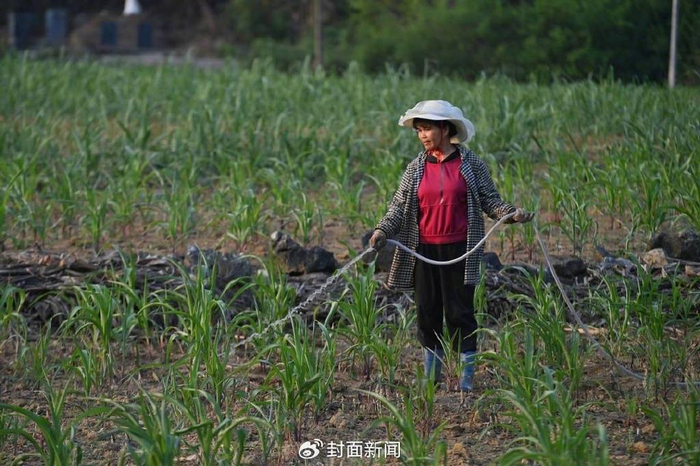 4月21日，广西都安瑶族自治县地苏镇镇和村村民在给玉米浇水。新华社发