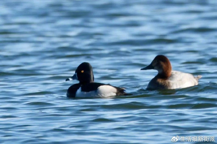 左为环颈潜鸭雄鸟，右为红头潜鸭雄鸟 吕立中 摄