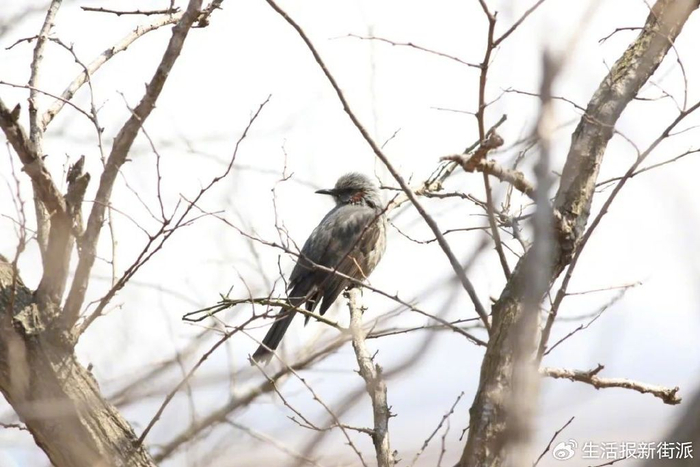 栗耳短脚鹎 刘彬 摄