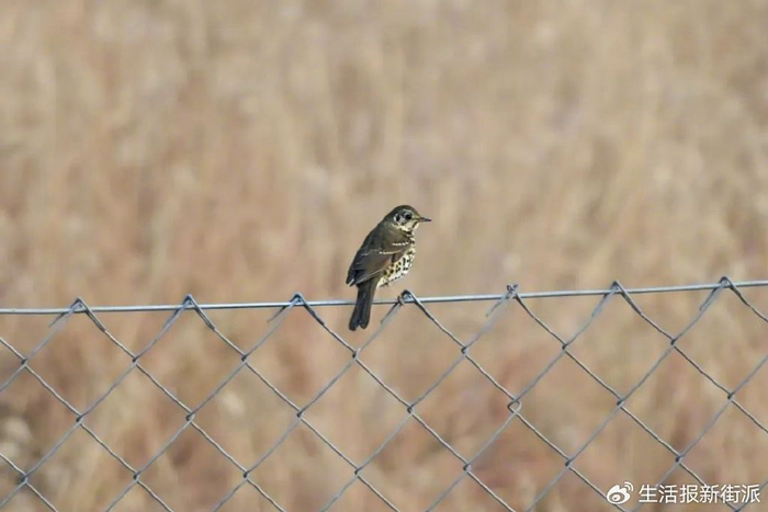宝兴歌鸫 黄巍摄