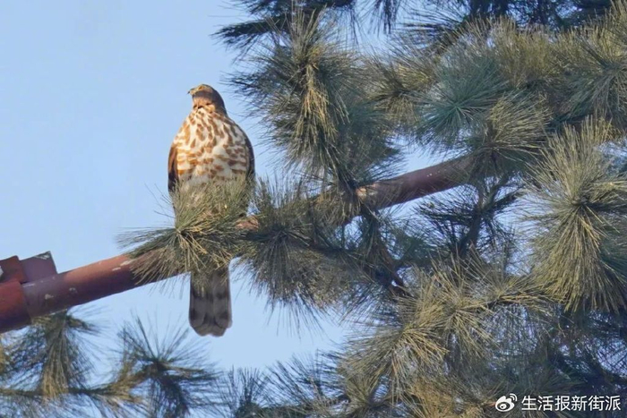 凤头鹰  徐行 摄