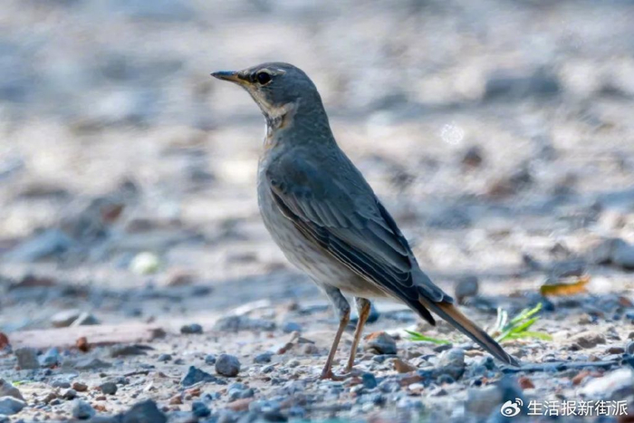 赤颈鸫 徐加洪 摄