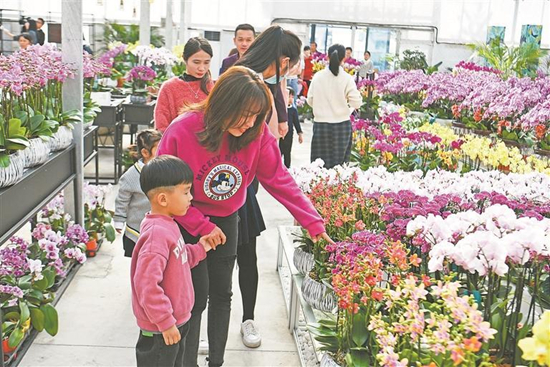 蝴蝶兰基地吸引了很多家长小朋友来参观 （永安村供图）