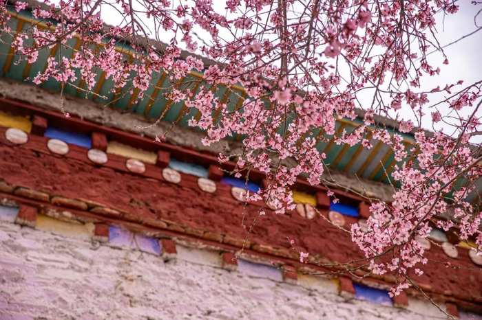 林芝市波密县倾多镇，院落里盛开的桃花。人民日报记者 张武军 摄