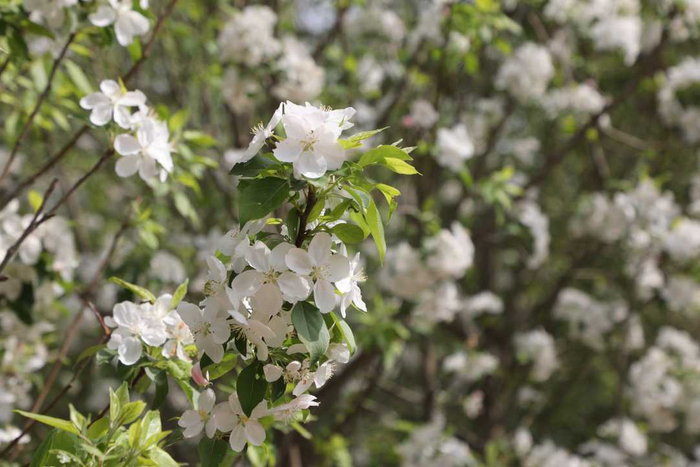 竞相绽放的海棠花。徐梓钰摄