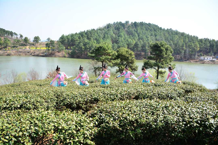 “中原茶乡第一采”活动举行。宋昊阳摄