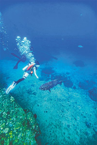 　　巨型石斑鱼在蜈支洲岛觅食。张路 摄